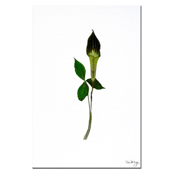 Trademark Fine Art Jack-in-the-Pulpit by Kathie McCurdy 16x24 Art Ready to Hang, 16x24 KM041-C1624GG